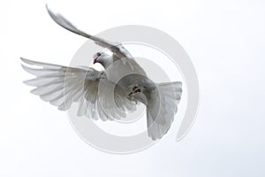 white pigeon dove flying in the sky freedom hope stretched wings