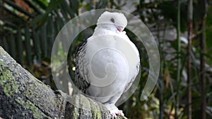 White Pigeon or Dove known as the Oriental Frill Pigeon a fancy domestic pigeon breed for showing and breeding. C