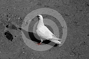 White pigeon or doves on a Black background, White pigeon isolated, bird of peace