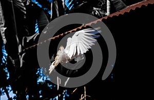 White pigeon or doves on a Black background, White pigeon isolated, bird of peace