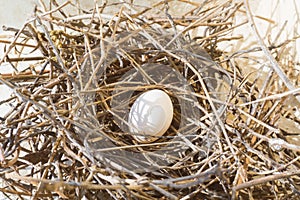 A white pigeon eggs in bird`s nest