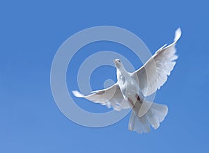 White pigeon in flight