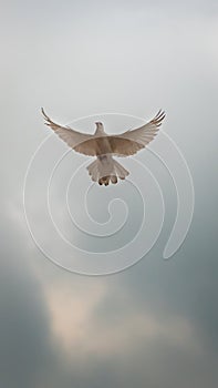 White pigeon flying across an overcast sky