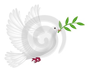 White pigeon flying with leaf concept peace