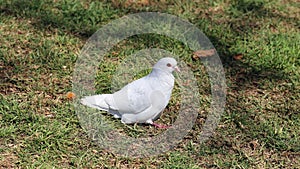 White Pigeon on a Grassy Field in Madeira on a Sunny Day