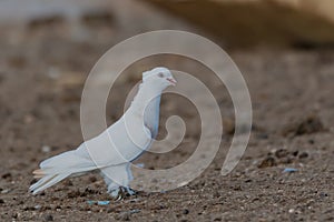 White pigeon imperial-pigeon ducula. Close up. Side view