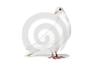 White pigeon isolated on white