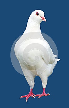 White pigeon isolated on blue background