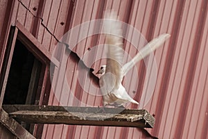 White pigeon,landing,