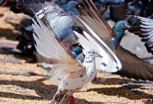 White pigeon with open wings on the background of flock of pigeons