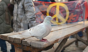 White pigeon perched on a wooden bench with a peace banner hanging in the background at a peaceful protest rally