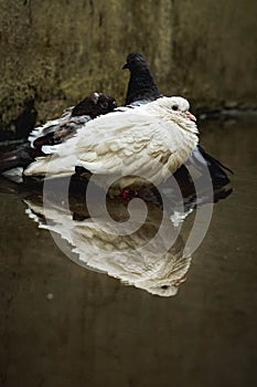 White pigeon & pigeon gray bathing on the street rain water with reflection on clear water . Columbidae is a bird family