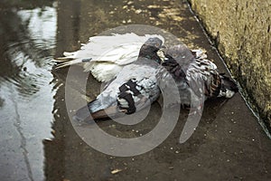 White pigeon & pigeon gray bathing on the street rain water with reflection on clear water . Columbidae is a bird family