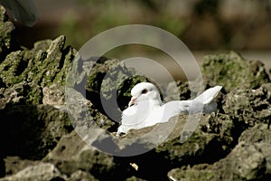 Bílý holub skály 