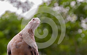 White pigeon on roof with trees in background