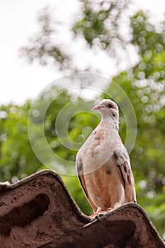 White pigeon on roof with trees in background