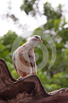 White pigeon on roof with trees in background