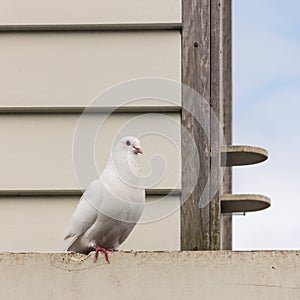 White pigeon sitting at dovecote