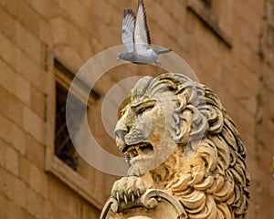 White pigeon soars through the sky above a grand stone lion statue