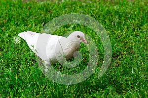 White Pigeon Standing on Green Grass