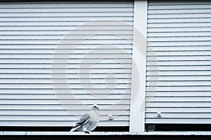 White pigeon standing at the white window