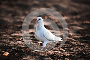 a white pigeon stands in the dirt outside by itself on the ground