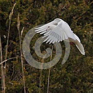 White pigeon a symbol of peace and purity