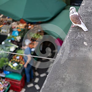 White pigeon up in a wall, looking down at fruits and vegetables market, Madeira