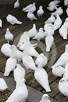 Bianco piccioni 