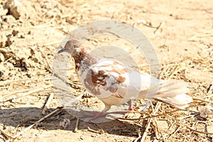 White Pigeons birds