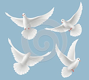 White pigeons. Dove love flying birds in sky symbols of freedom and wedding vector realistic pictures