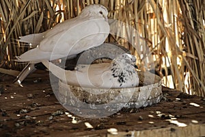 White pigeons sit on a wooden table in a dry cane dovecote