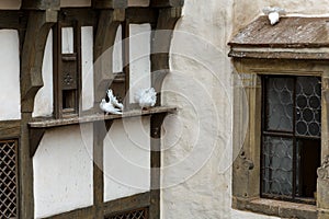 White pigeons of Wartburg