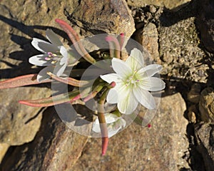 White Pigmy bitter root photo