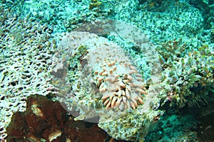 Pinaple Sea Cucumber on coral reef