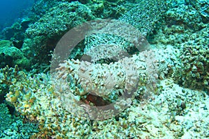 Pinaple Sea Cucumber on coral reef