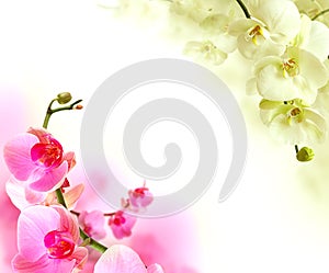 White and pinck orchid flowers, summer background