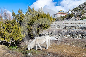 White Pindos Pony grazing on the ground in Ngawal and Annapurna Circuit in the background, Nepal