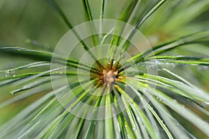 White Pine Close Up