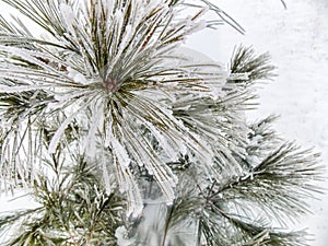 White pine evergreen needles covered in snow