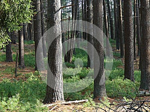 White Pine Forest with Hundreds of Sapling Trees in the Understory