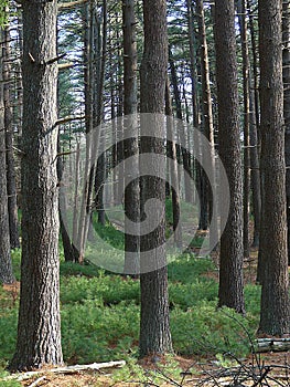 White Pine Forest with Hundreds of Sapling Trees in the Understory