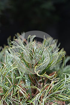 White pine Green Curls