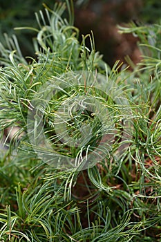 White pine Green Curls