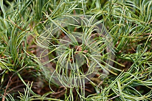 White pine Green Curls