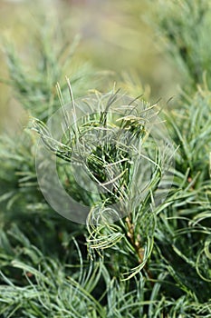 White pine Green Curls