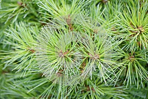 Weymouth pine Pinus strobus Ontario, close-up photo