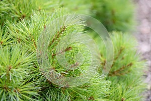 Weymouth pine Pinus strobus Ontario, close-up of pine photo