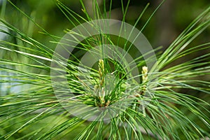 White pine Pinus strobus young shoots on branches with long green needles photo