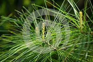 White pine Pinus strobus young shoots on branches with long green needles photo